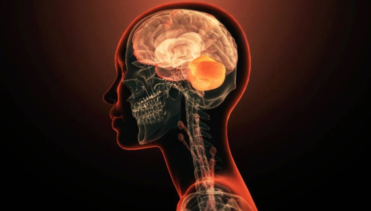 fisionomía y el funcionamiento del cerebro