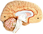 La cocaína afecta a la sustancia negra del cerebro, lo que favorece la aparición de la enfermedad de Parkinson